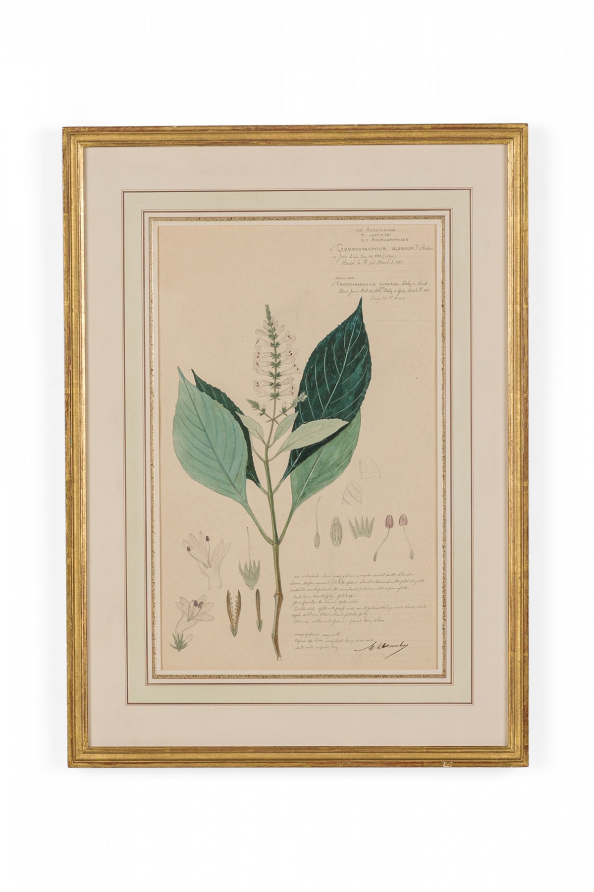 Framed american victorian 19th century watercolor botanical drawing gymnostachyium glabrum