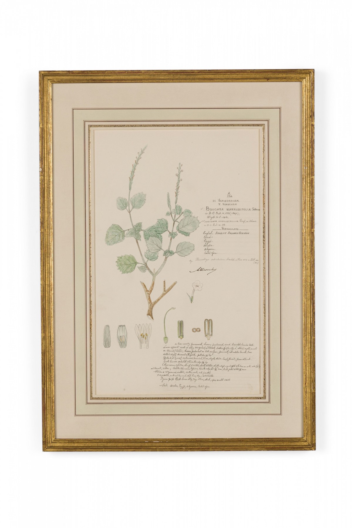 Framed american victorian 19th century watercolor botanical drawing bouchea marrubifolia