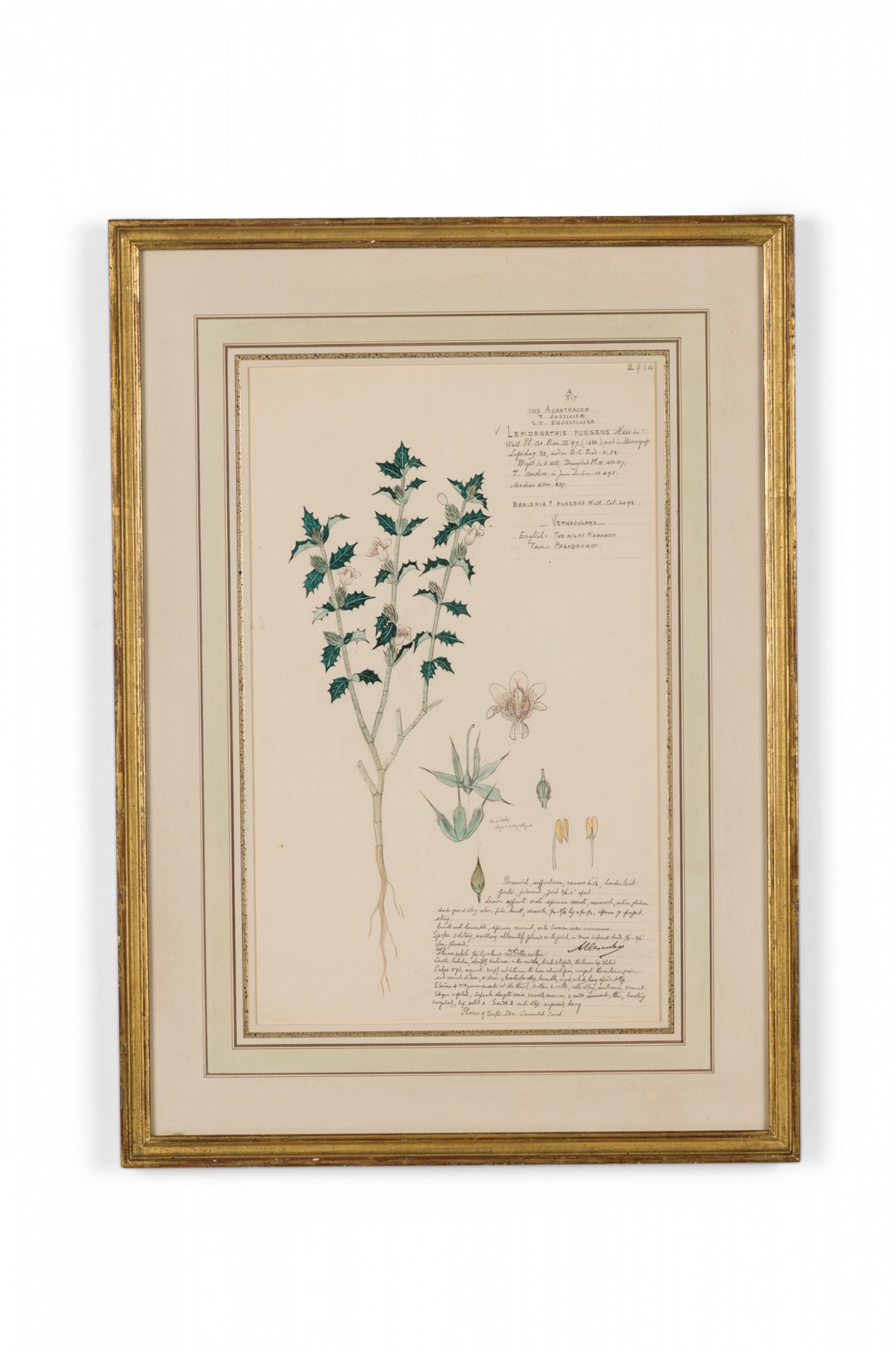 Framed american victorian 19th century watercolor botanical drawing lepidagathis pungens