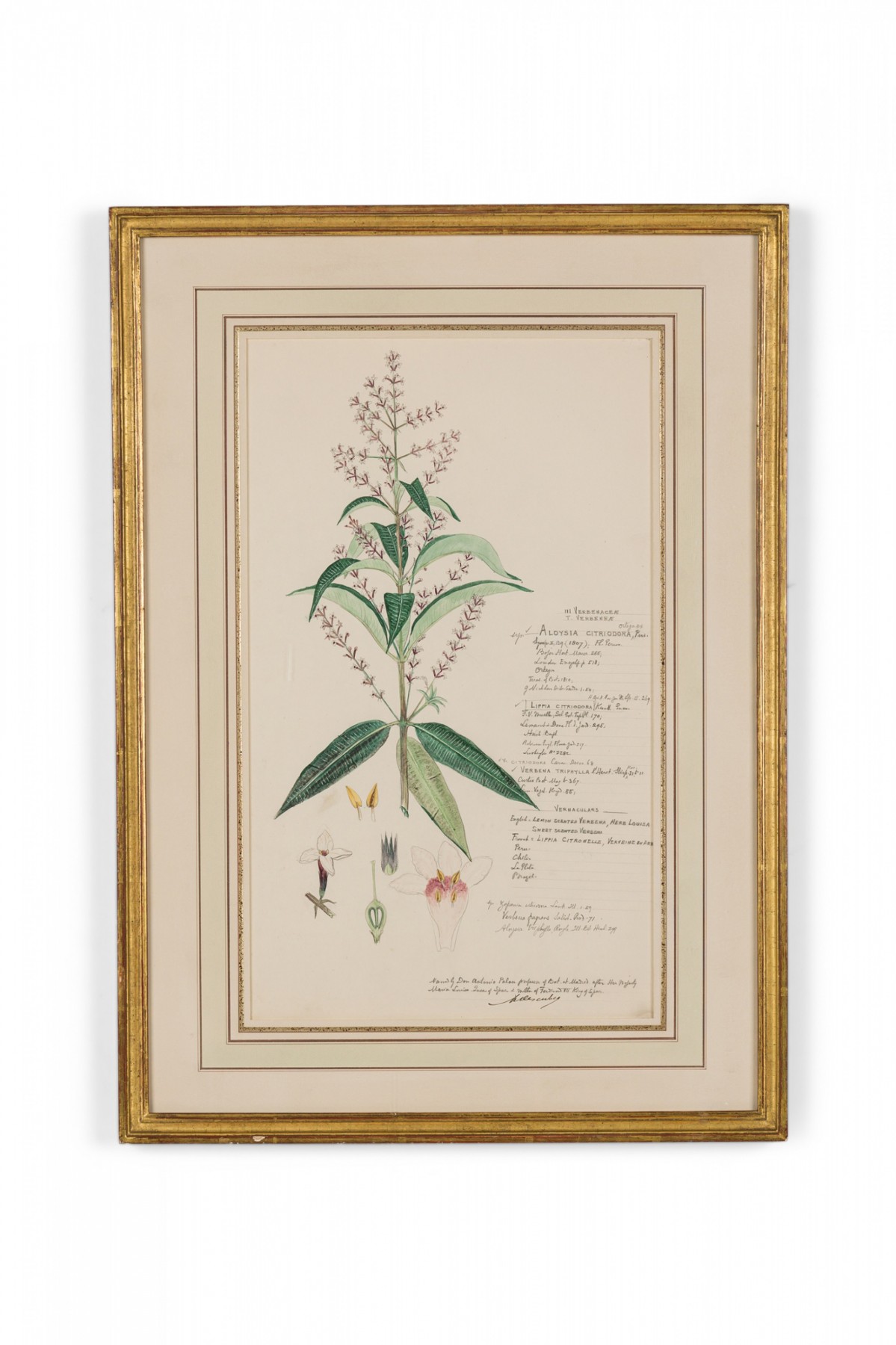 Framed american victorian 19th century watercolor botanical drawing aloysia citriodora