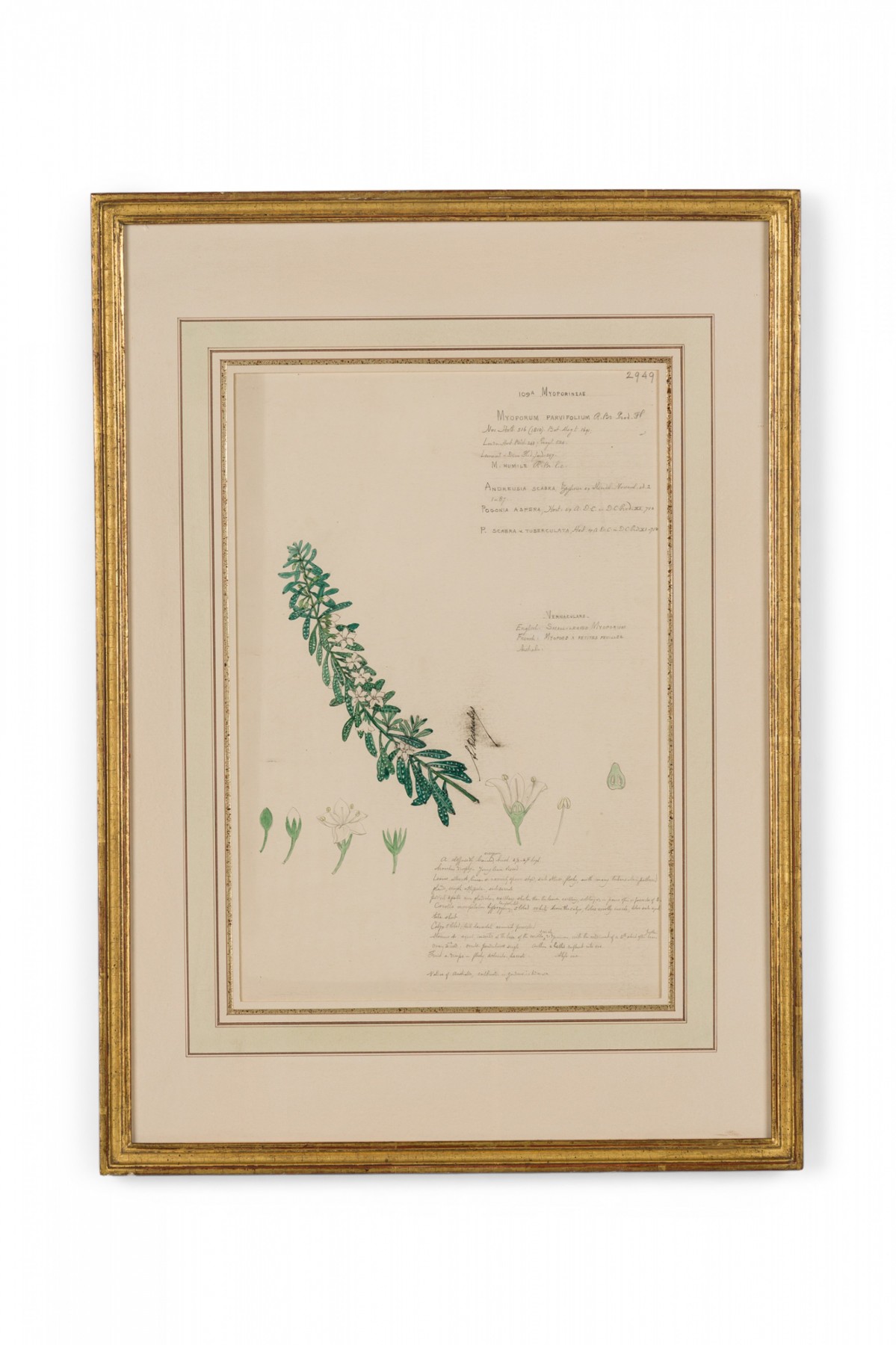 Framed american victorian 19th century watercolor botanical drawing myoporum parvifolium