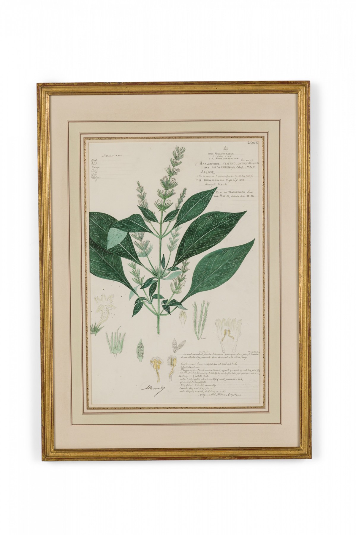 Framed american victorian 19th century watercolor botanical drawing haplanthus tentaculatus