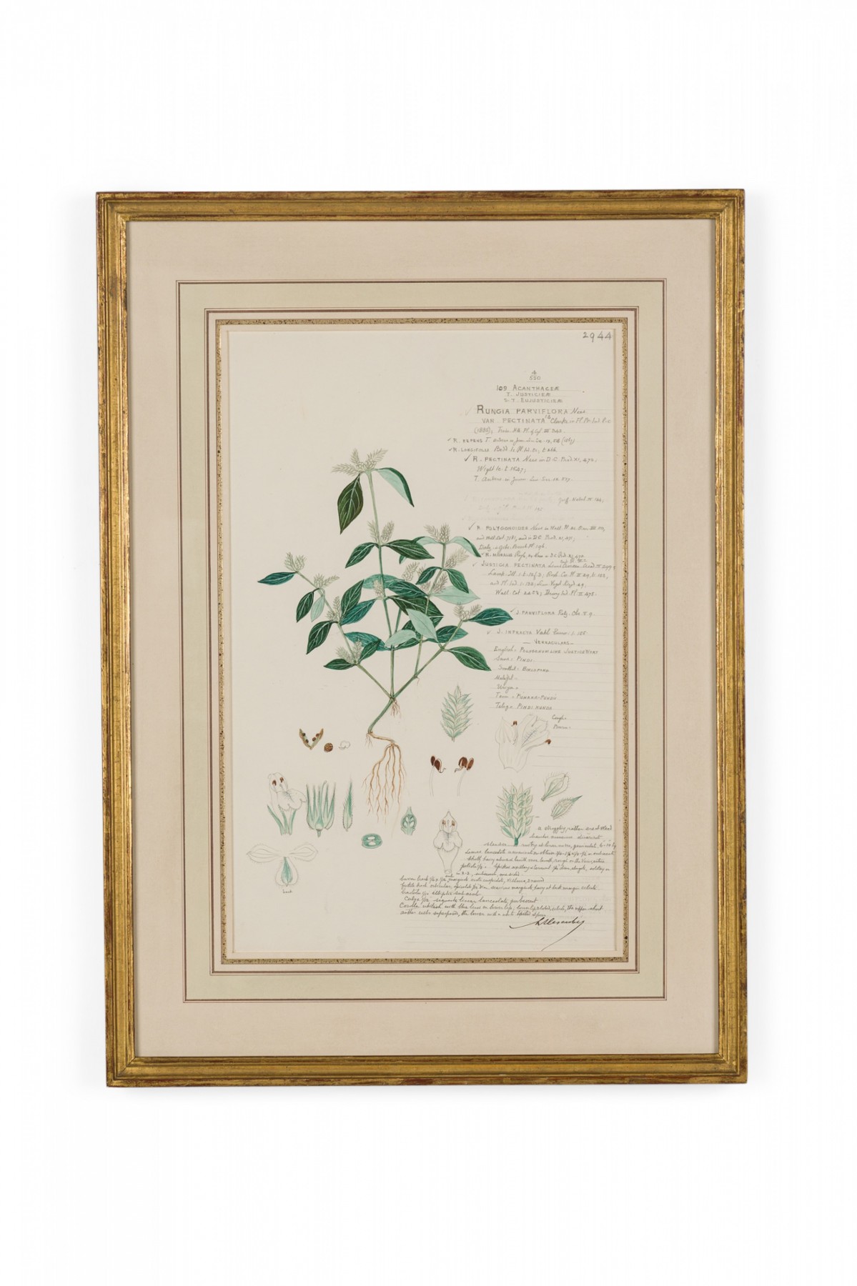 Framed american victorian 19th century watercolor botanical drawing rungia parviflora