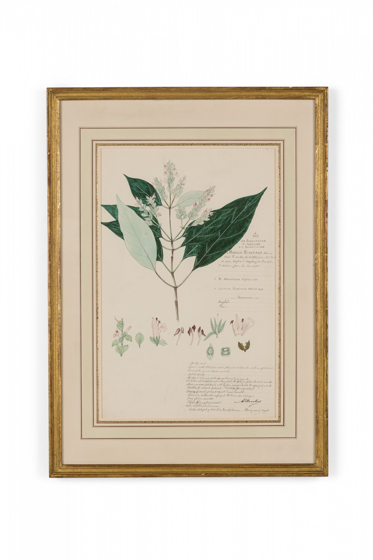 Framed american victorian 19th century watercolor botanical drawing rungia wightiana