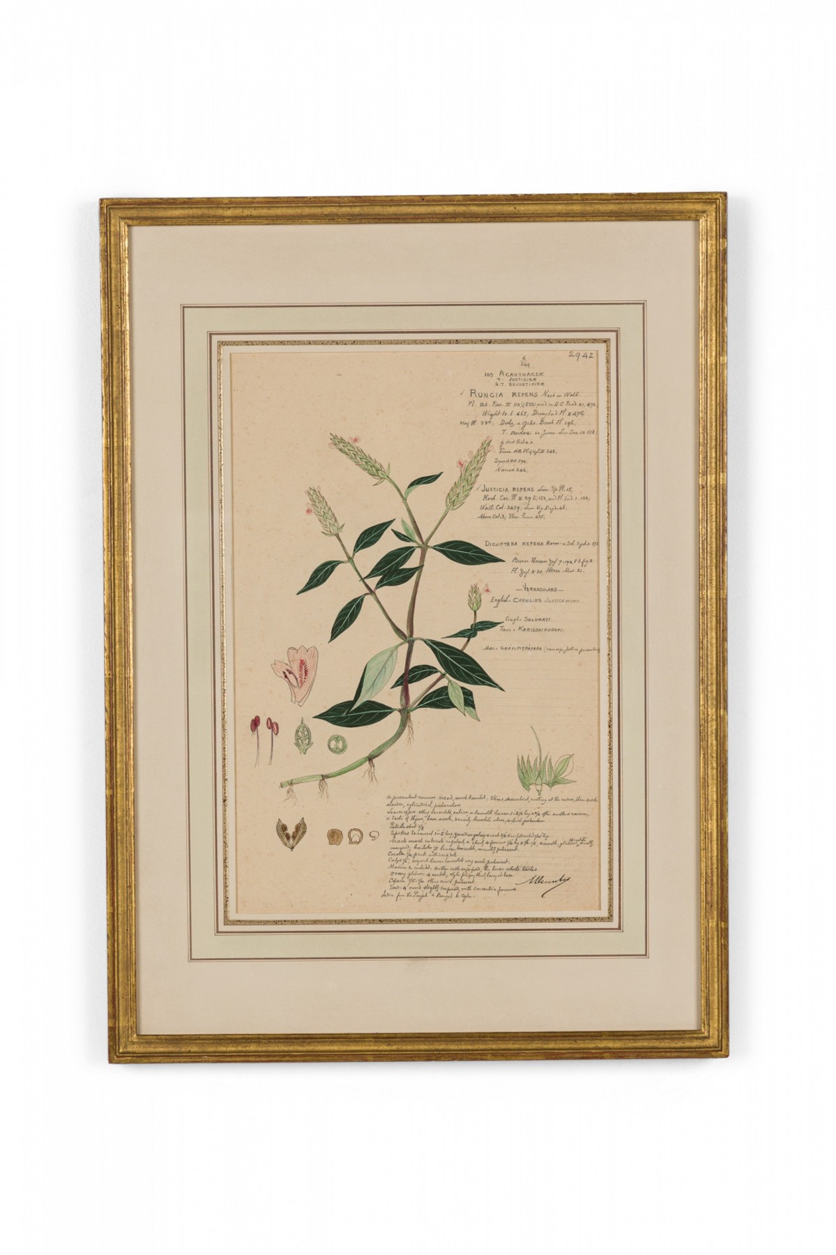 Framed american victorian 19th century watercolor botanical drawing rungia repens