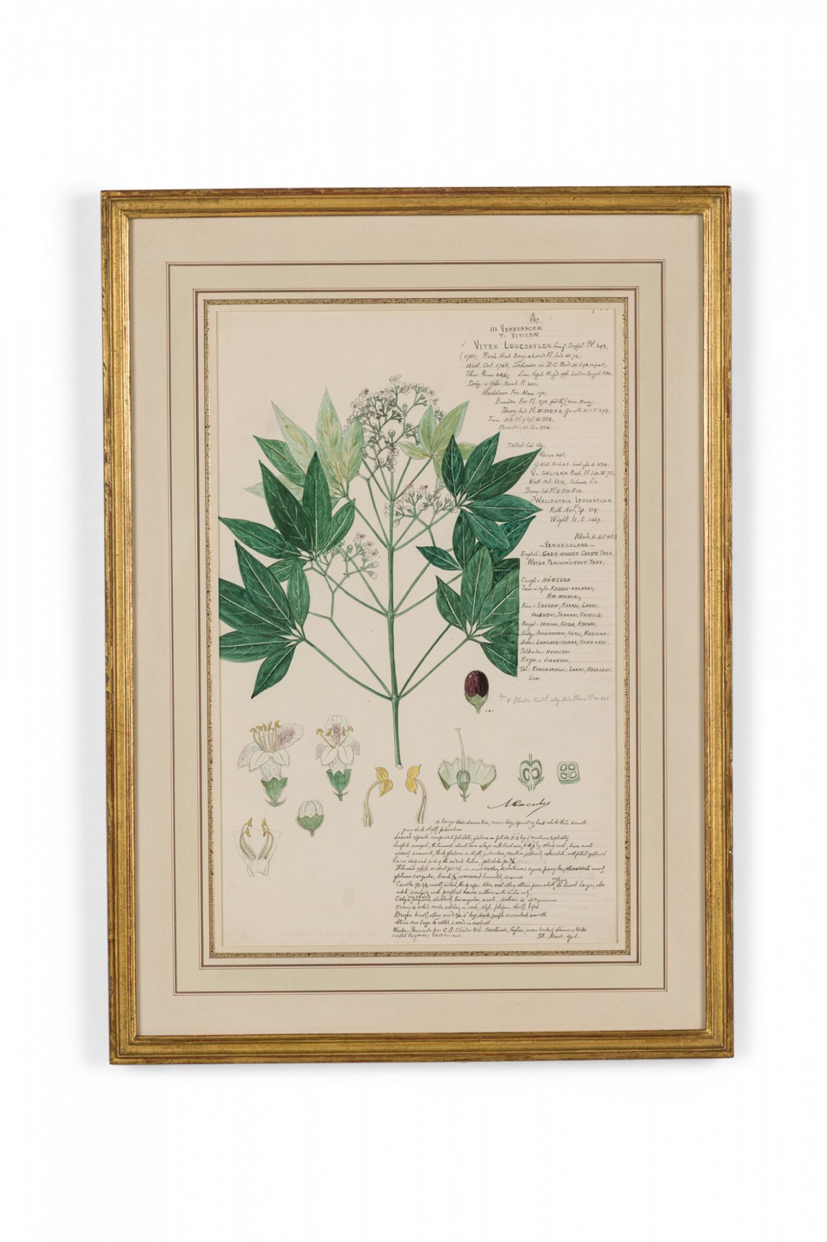 Framed american victorian 19th century watercolor botanical drawing vitex leucoxylon