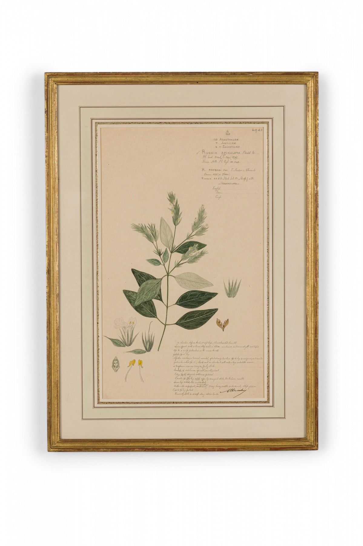 Framed american victorian 19th century watercolor botanical drawing rungia apiculata