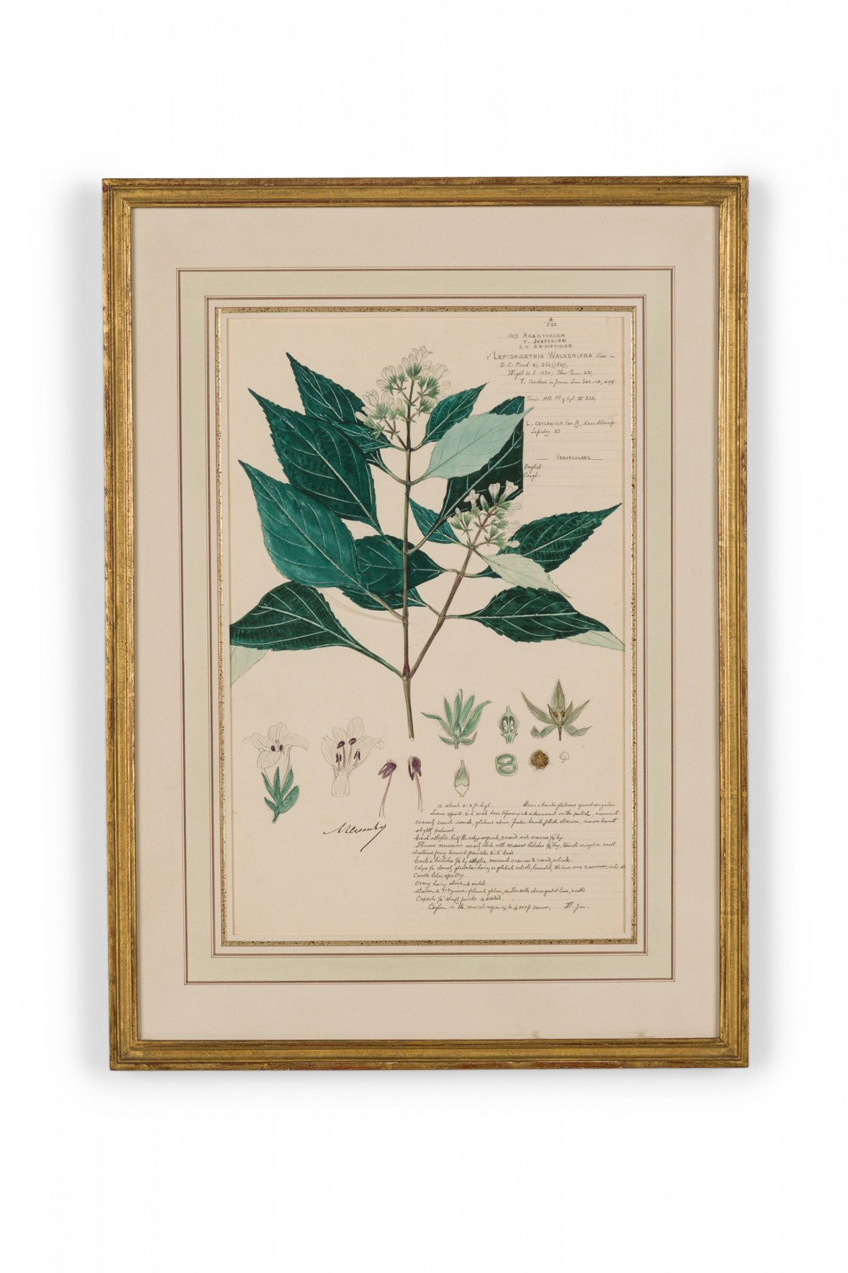Framed american victorian 19th century watercolor botanical drawing lepidagathis walkeriana
