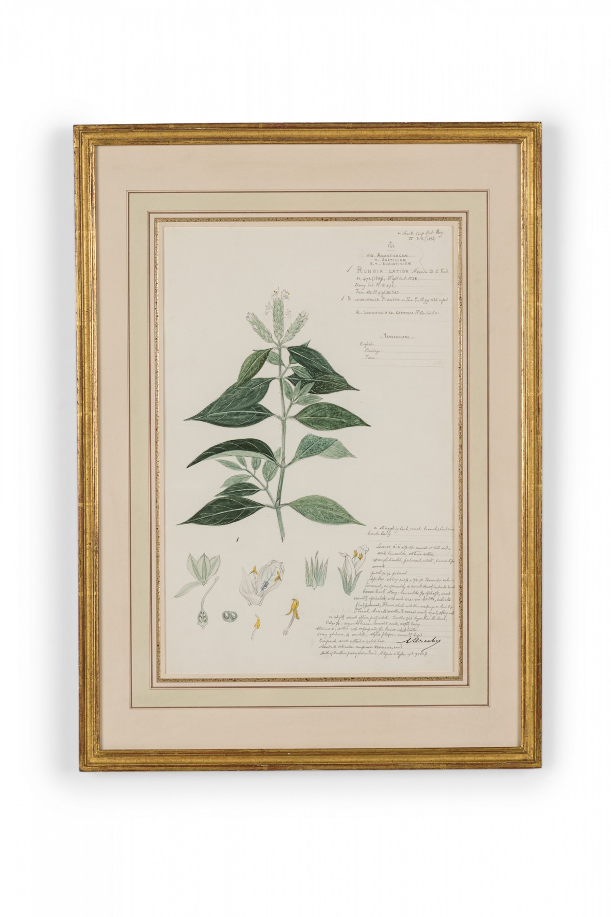 Framed american victorian 19th century watercolor botanical drawing rungia latior