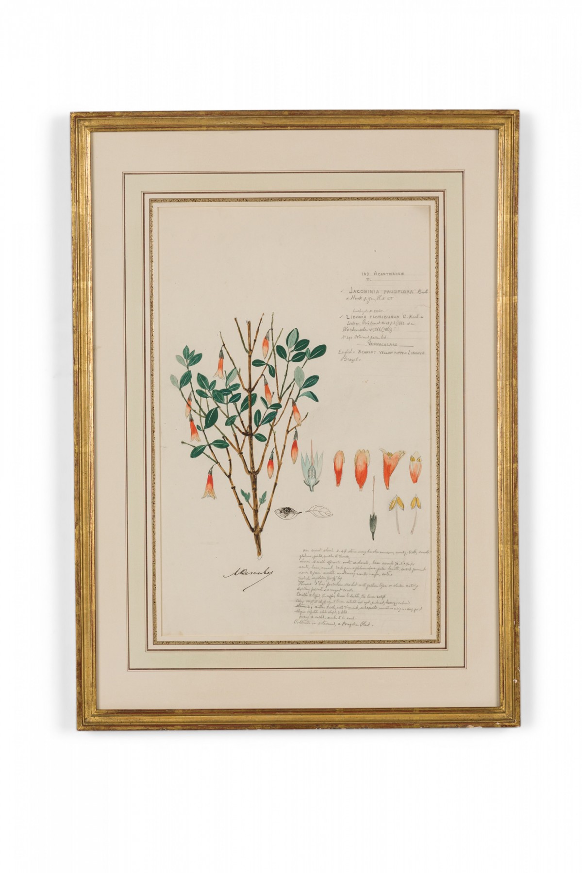 Framed american victorian 19th century watercolor botanical drawing jacobinia pauciflora