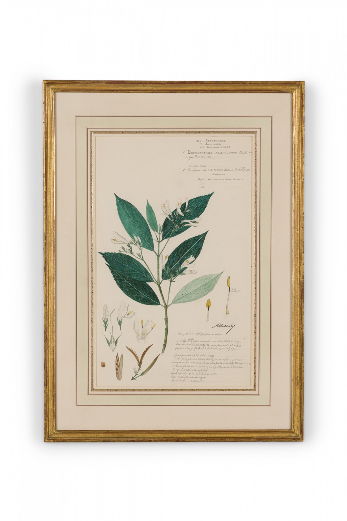 Framed american victorian 19th century watercolor botanical drawing diotacanthus albiflorus