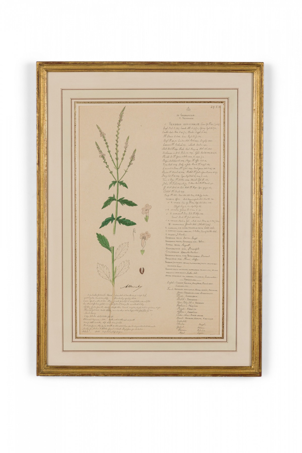 Framed american victorian 19th century watercolor botanical drawing verbena officinalis