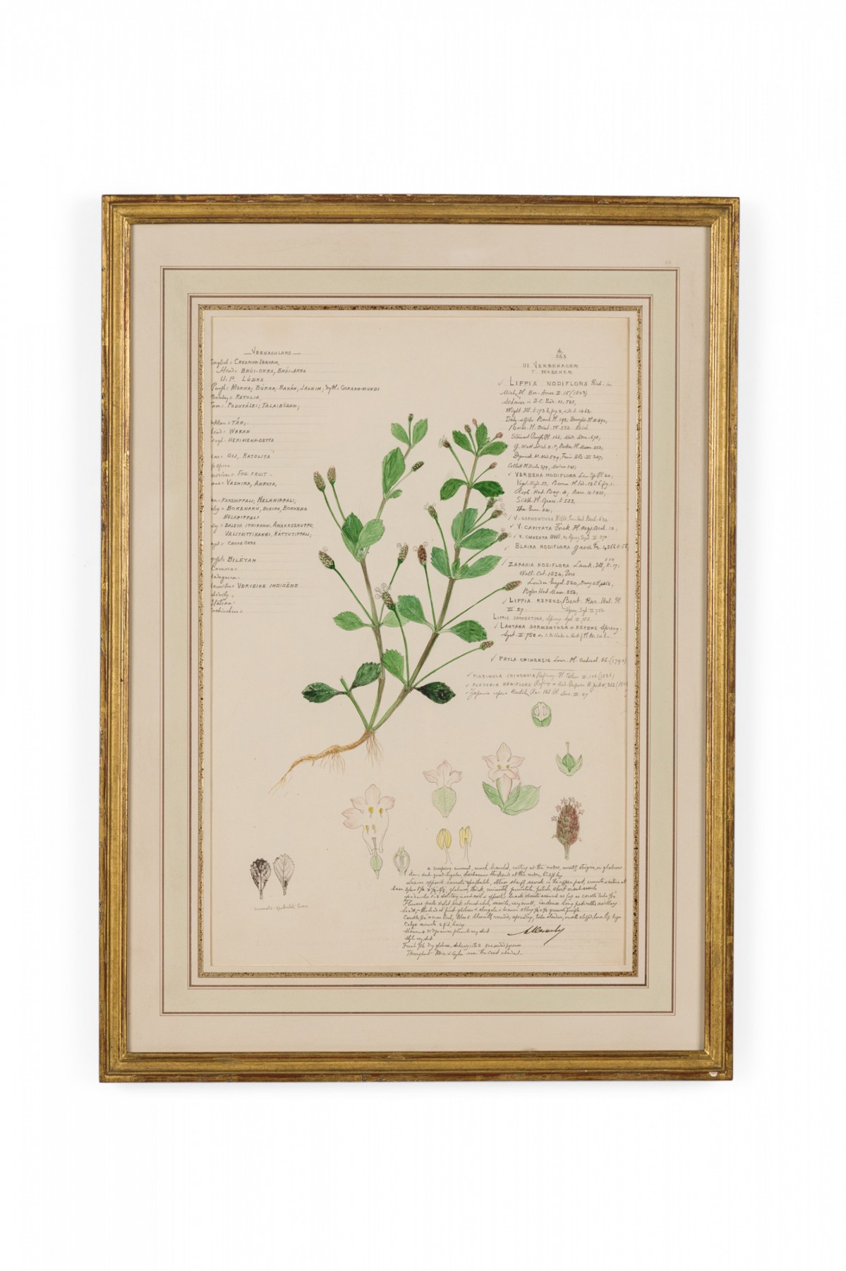 Framed american victorian 19th century watercolor botanical drawing lippia nodiflora