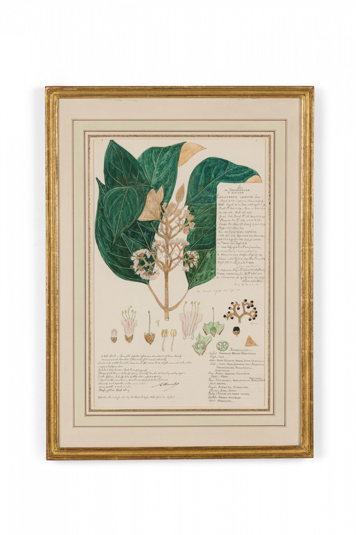 Framed american victorian 19th century watercolor botanical drawing callicarpa lanata