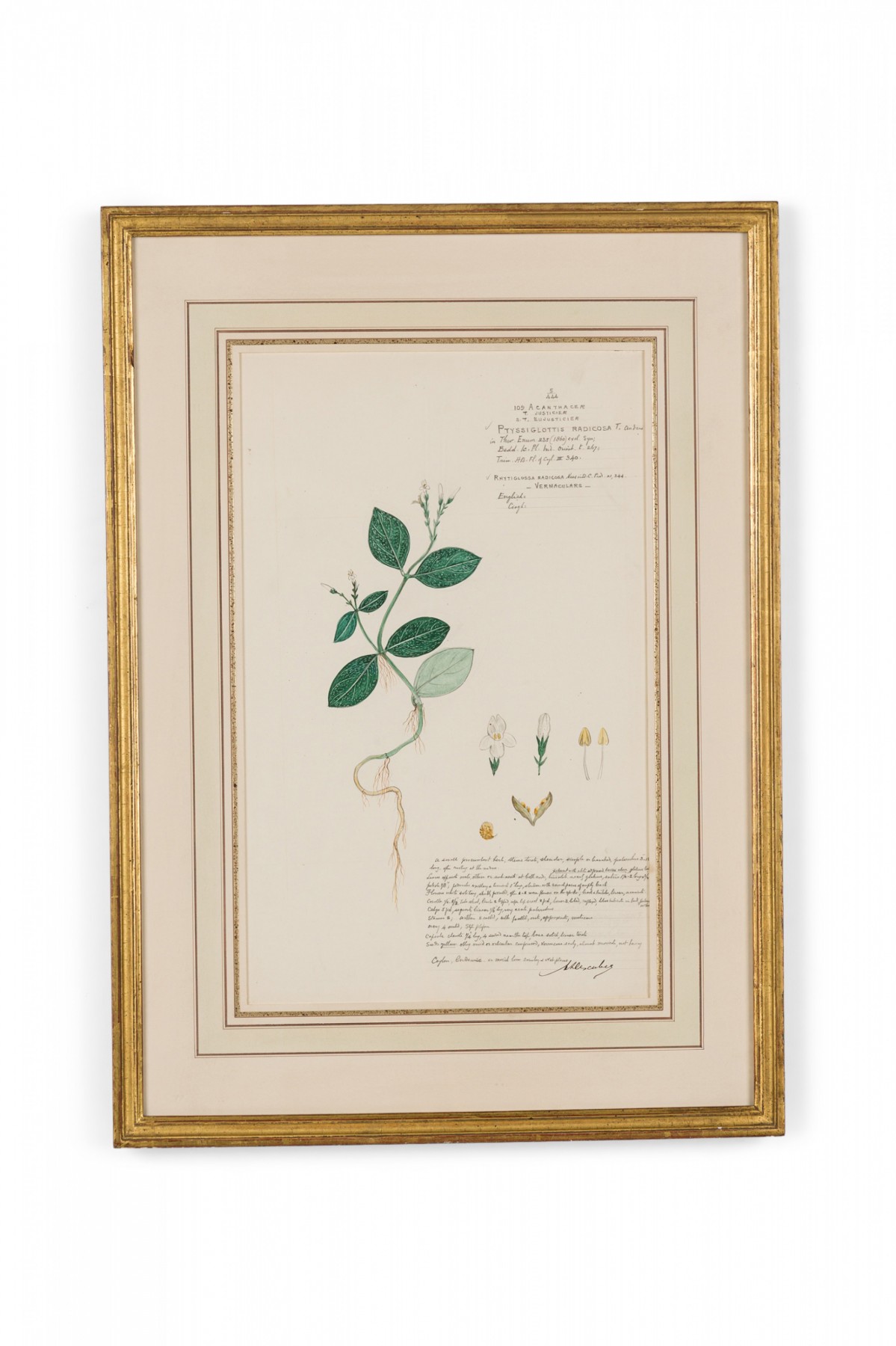 Framed american victorian 19th century watercolor botanical drawing ptyssiglottis radicosa