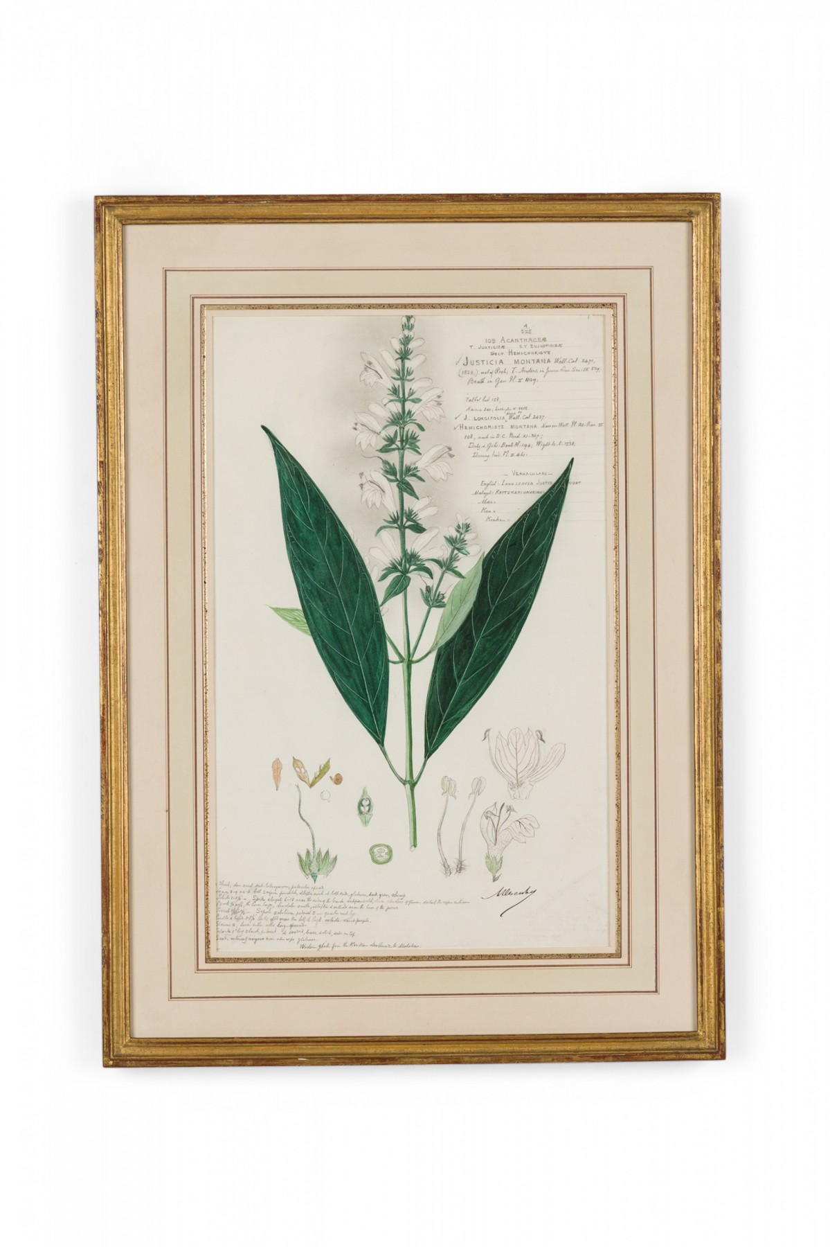 Framed american victorian 19th century watercolor botanical drawing justicia montana