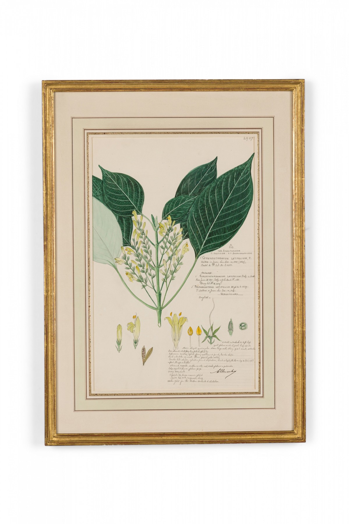 Framed american victorian 19th century watercolor botanical drawing gymnostachyum latifolium