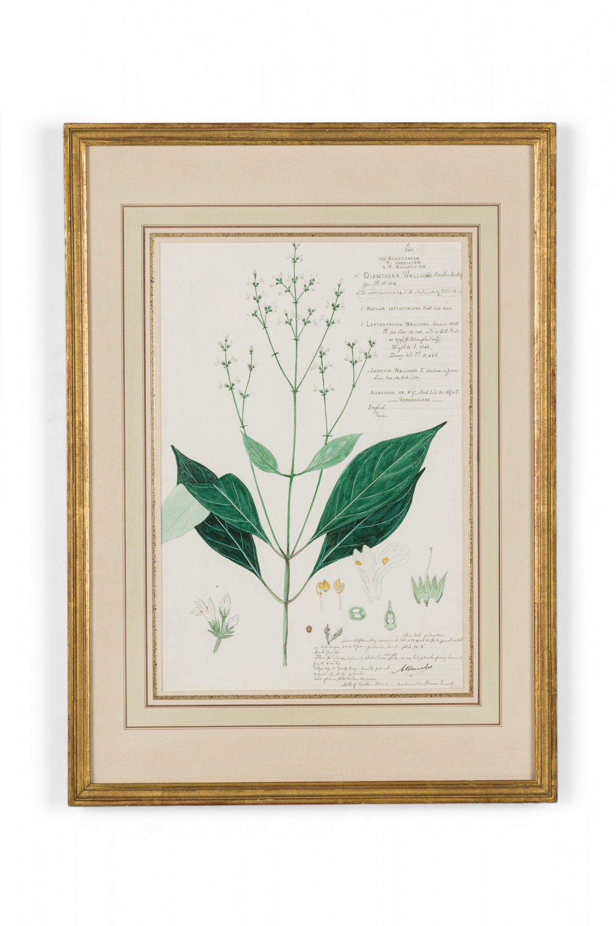 Framed american victorian 19th century watercolor botanical drawing dianthera wallichii