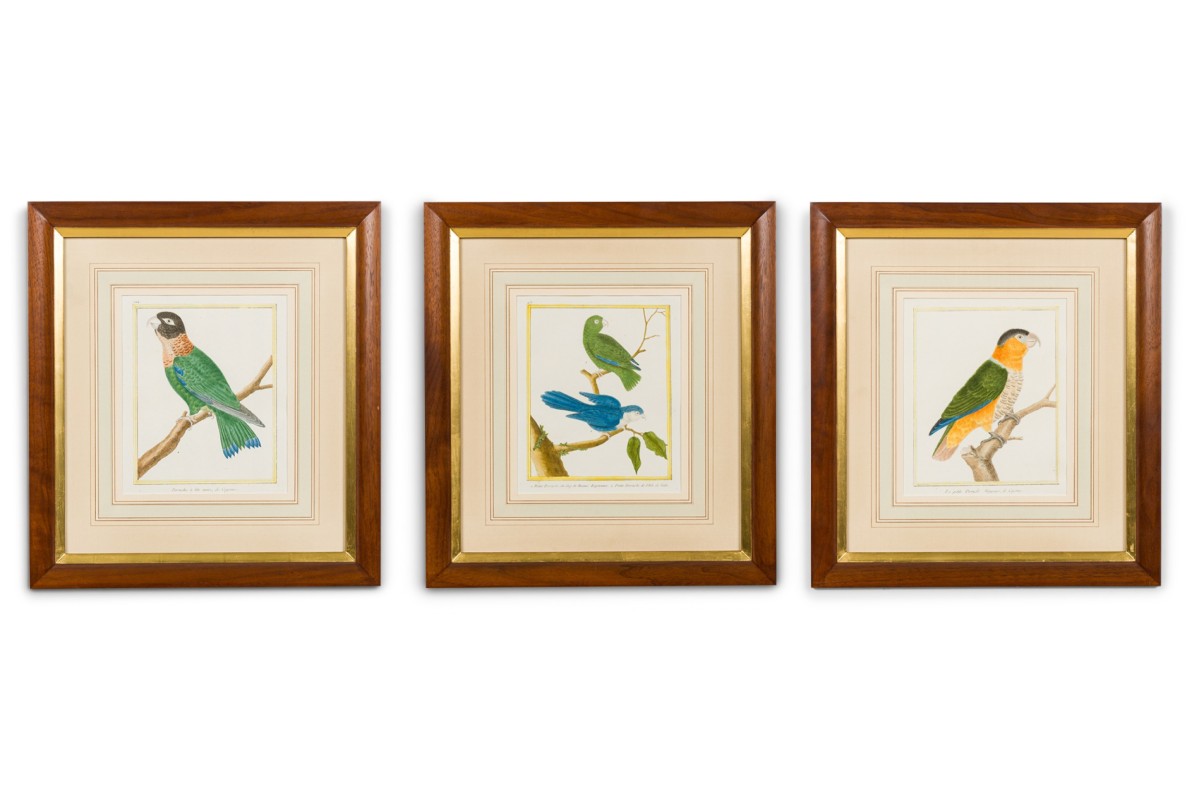 Set of 3 english victorian Prints  of various birds in different colors 