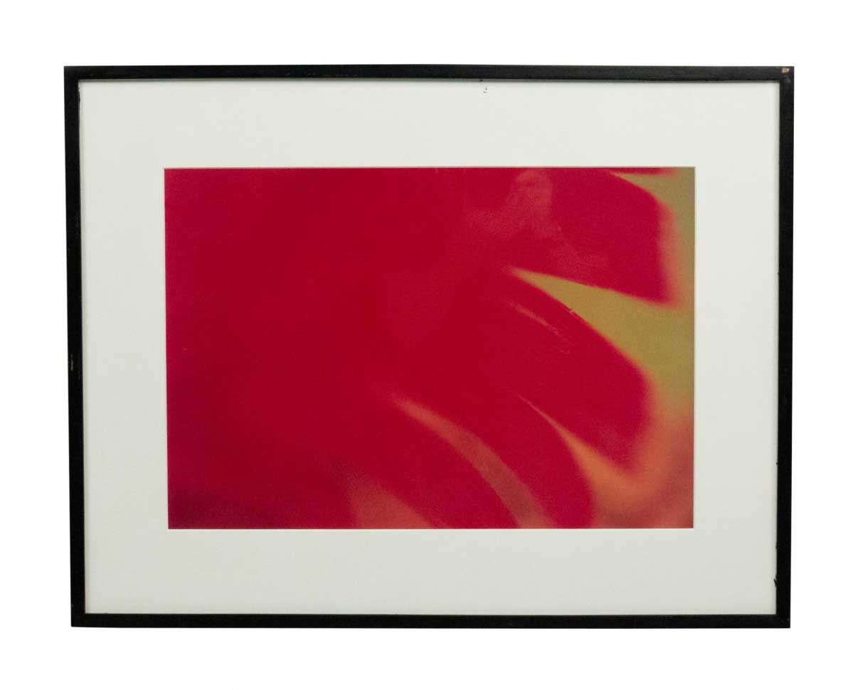 Color photograph detail of a red flower