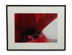 Color photograph of a detail of a purple flower