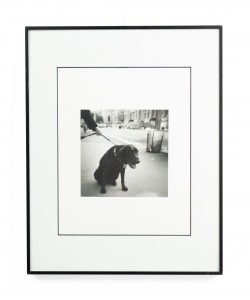 Black and white photograph of a dog on a leash