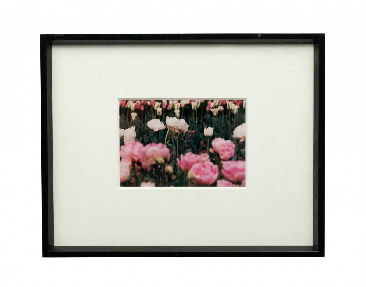 Color photograph of pink flowers