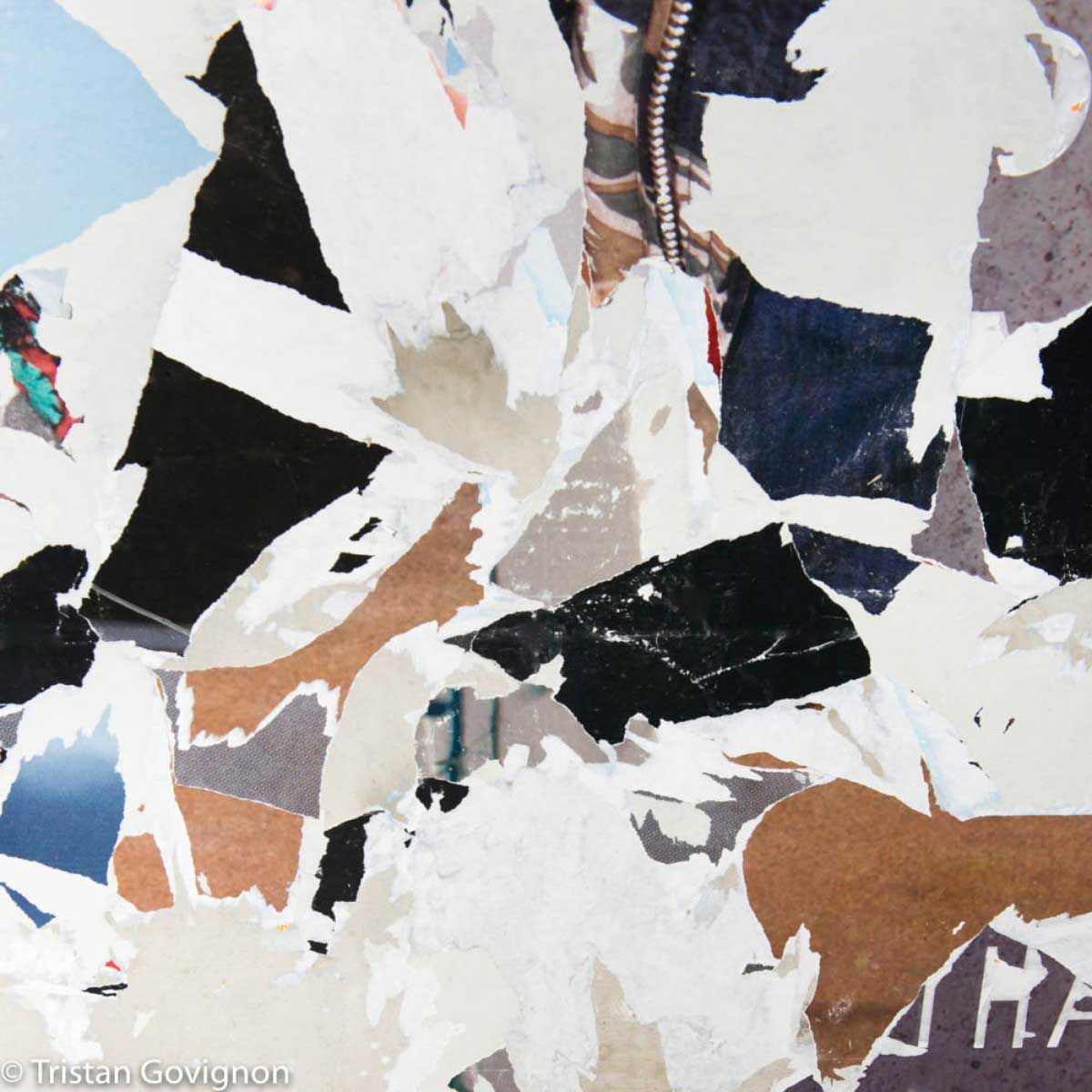 Govignon fly archival pigment print