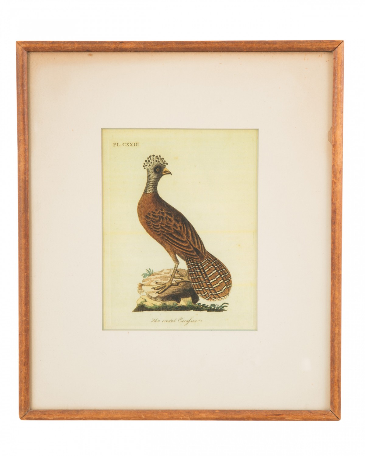 J j audubon crested hen color print