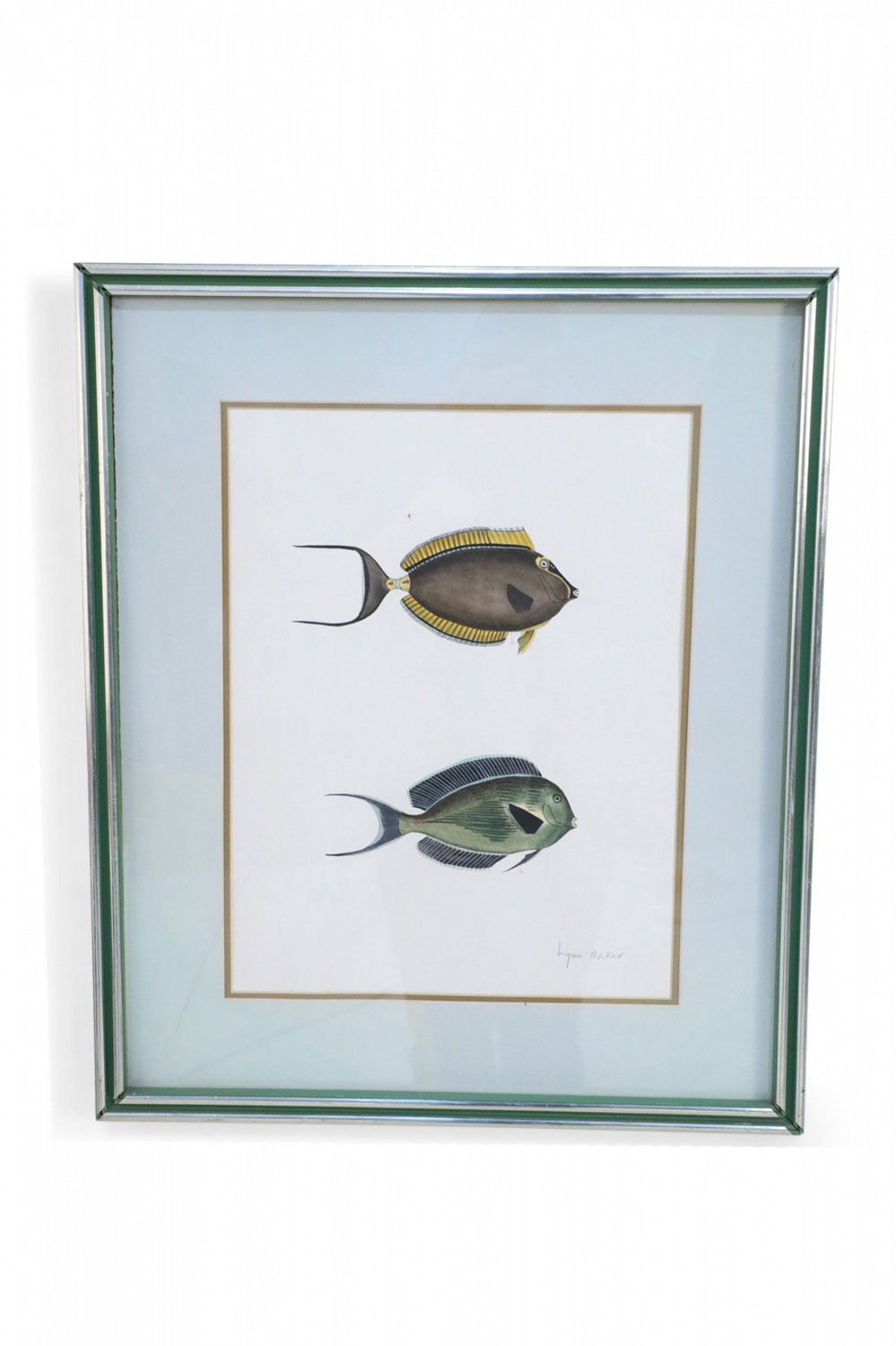 Framed Lithograph of Two Brown and Gray Tropical Fish