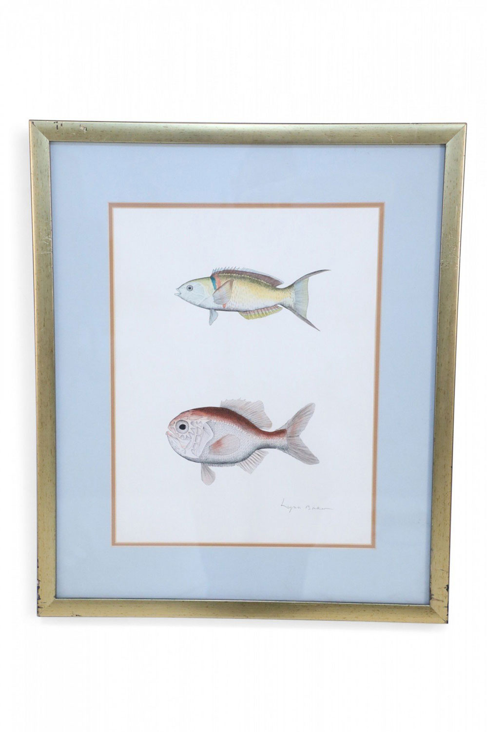Framed Lithograph of Two Colored Tropical Fish