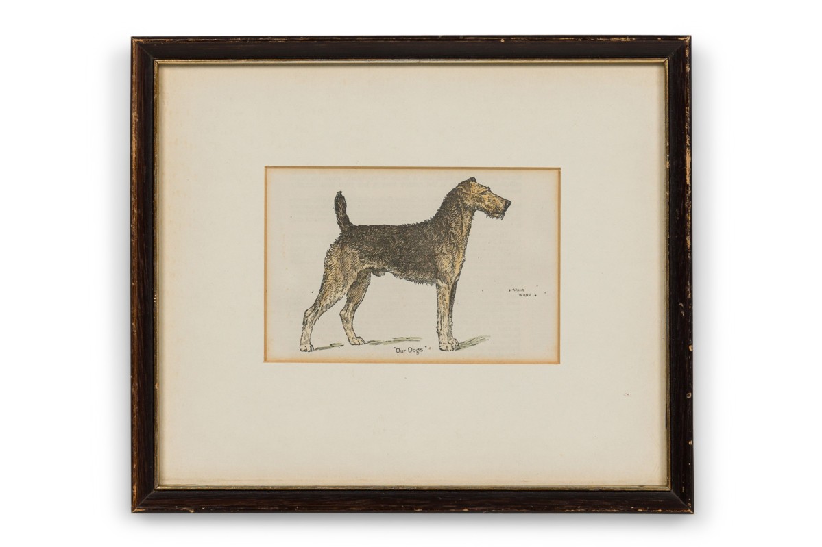 American Mid Century Framed Print of an Airdale Terrier C