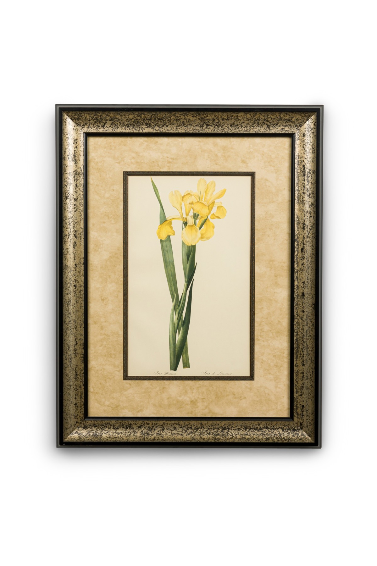 French victorian watercolor abstract print of a iris monnieri flower