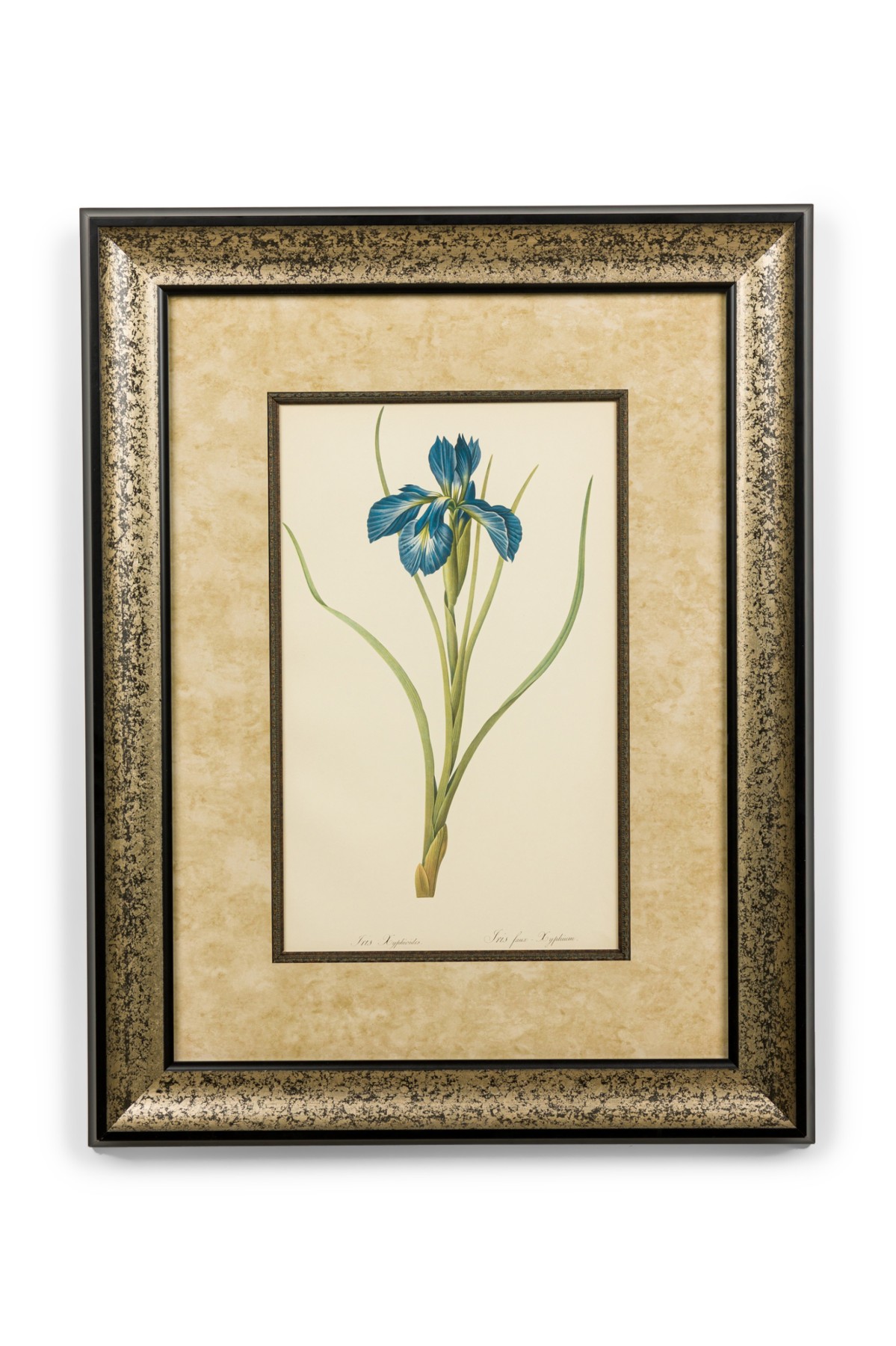 French victorian watercolor abstract print of a iris xyphium flower