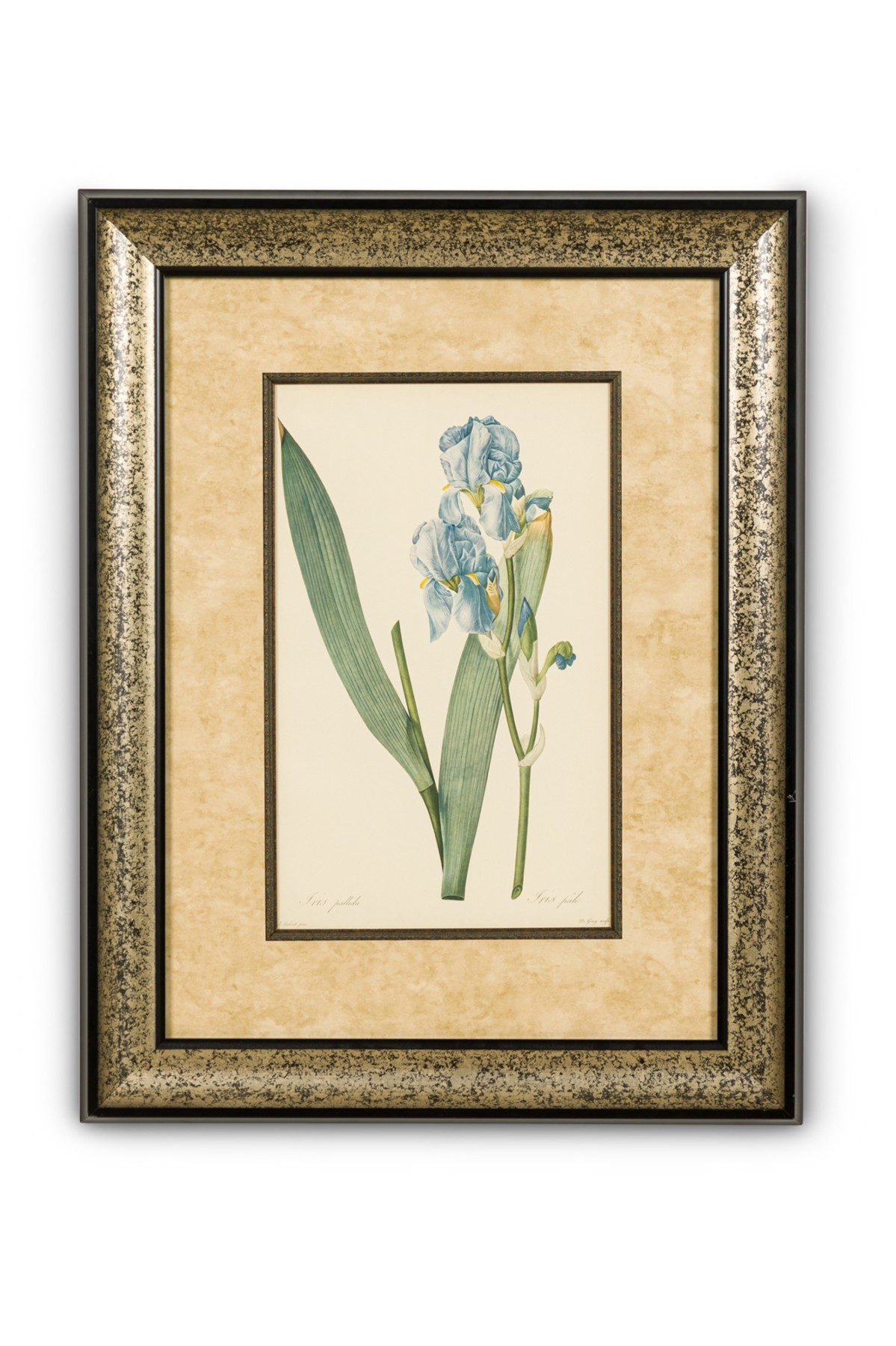 French victorian watercolor abstract print of a iris pallida flower