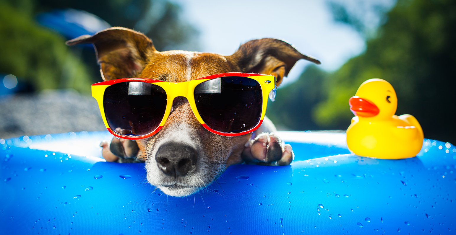HotSummerDog HotSummerDog
