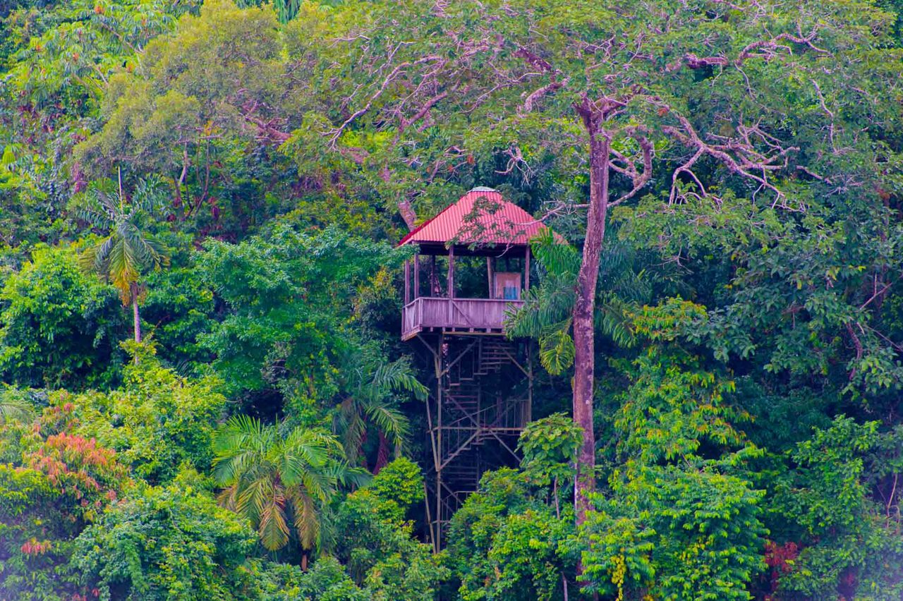 Amazon Jungle Ayahuasca Economy Retreat, Pucallpa, Peru (ongoing