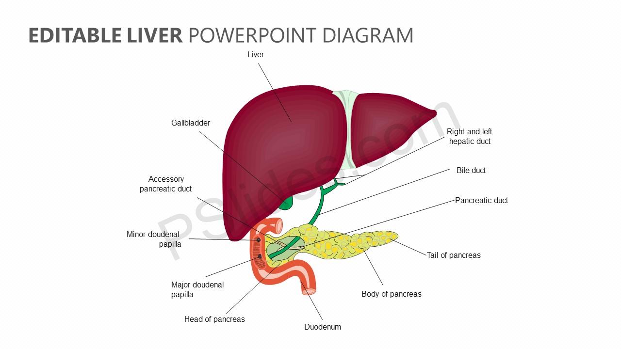 Editable Liver PowerPoint Diagram - Pslides