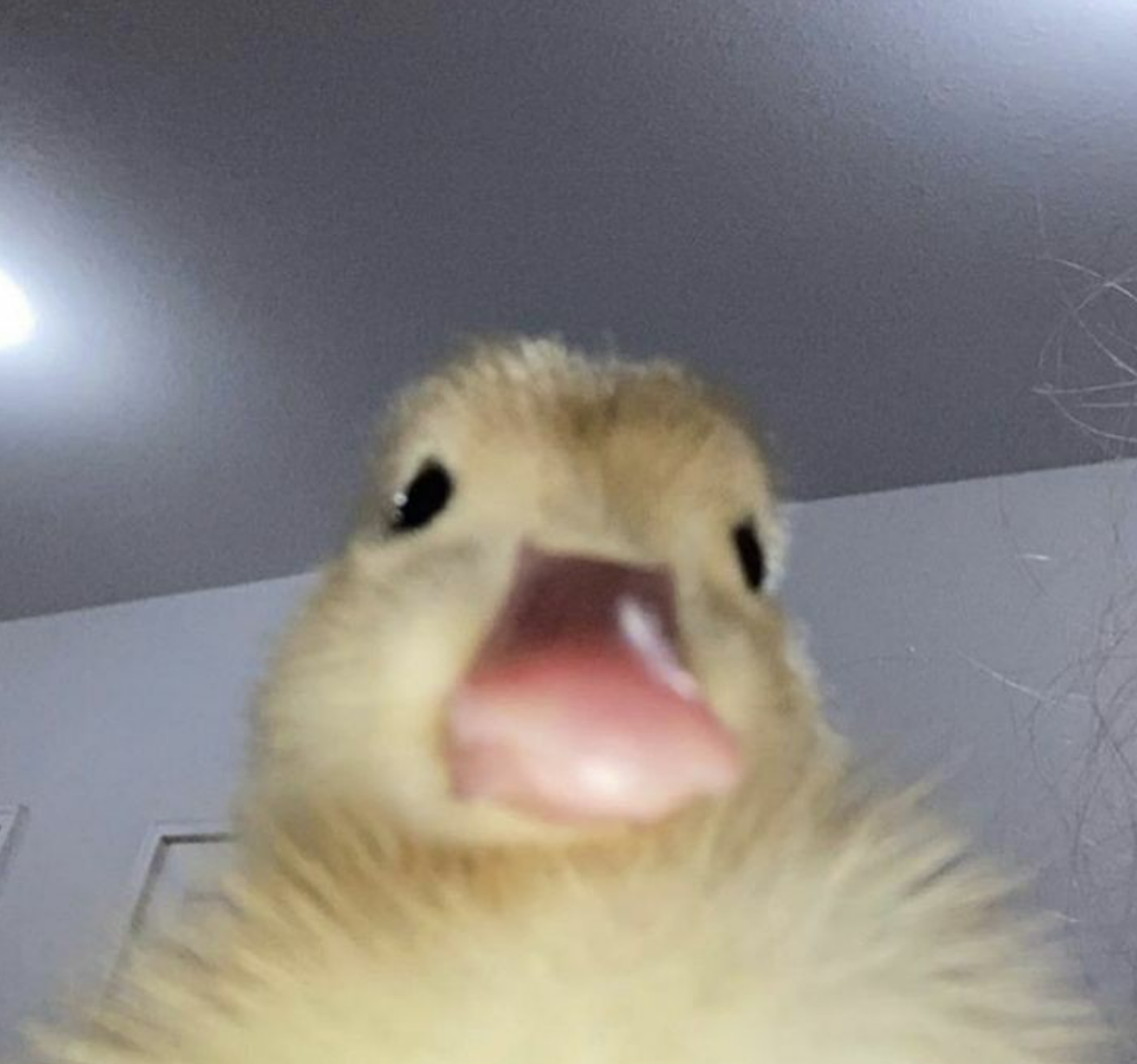 심재성
