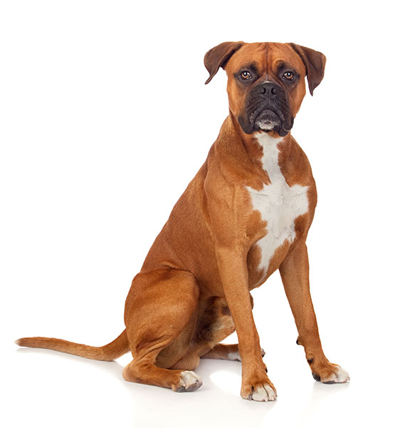 Boxer Breed Facts, Information, and Characteristics PuppySpot