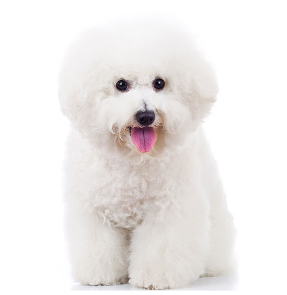 Bichon Frise