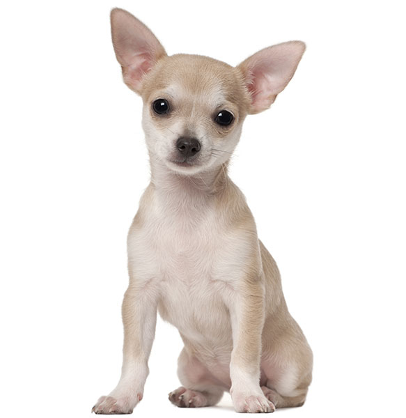 Chihuahua Breed Characteristics Puppyspot
