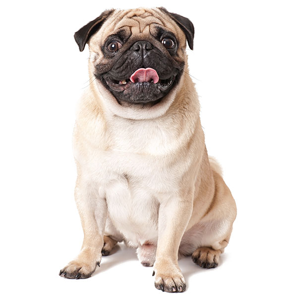 Pug