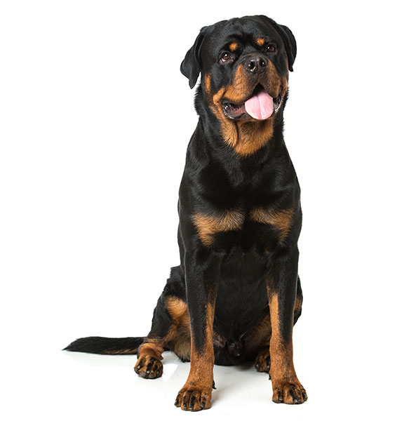 Rottweiler