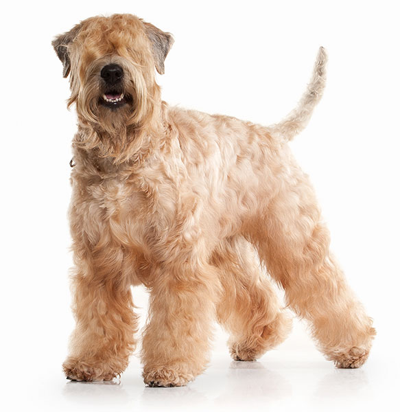 Soft Coated Wheaten Terrier