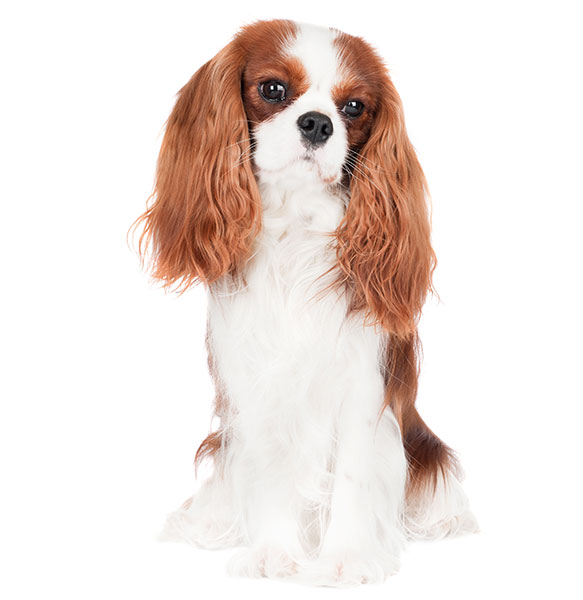 Cavalier King Charles Spaniel