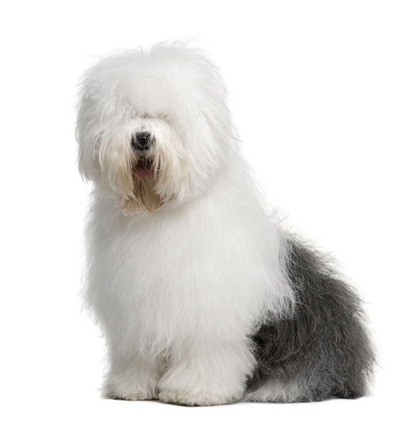 Old English Sheepdog Breed Characteristics Puppyspot