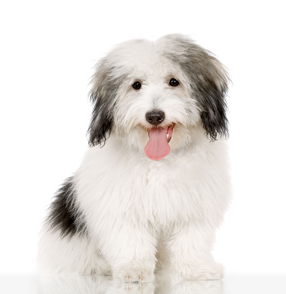Coton de Tulear Breed Facts, Information, and Characteristics PuppySpot