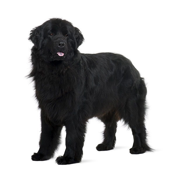 Newfoundland