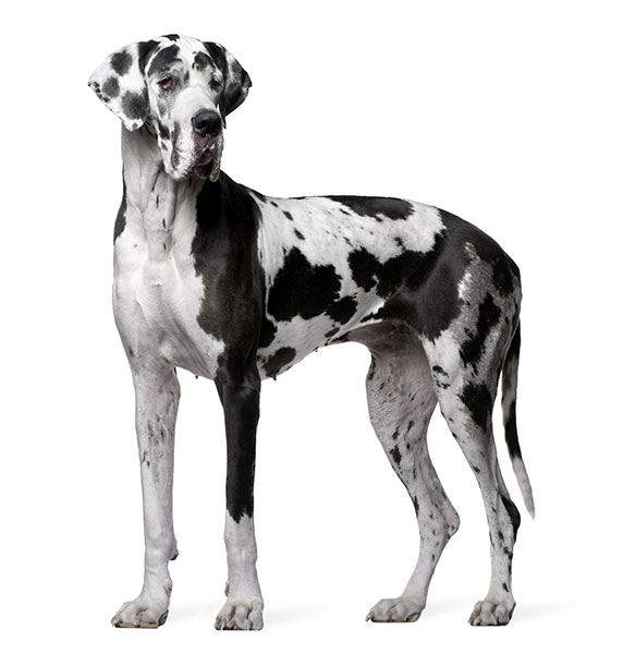Great Dane